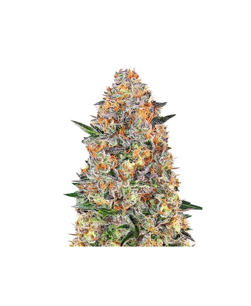 Bubba Kush, Фасовка: 3