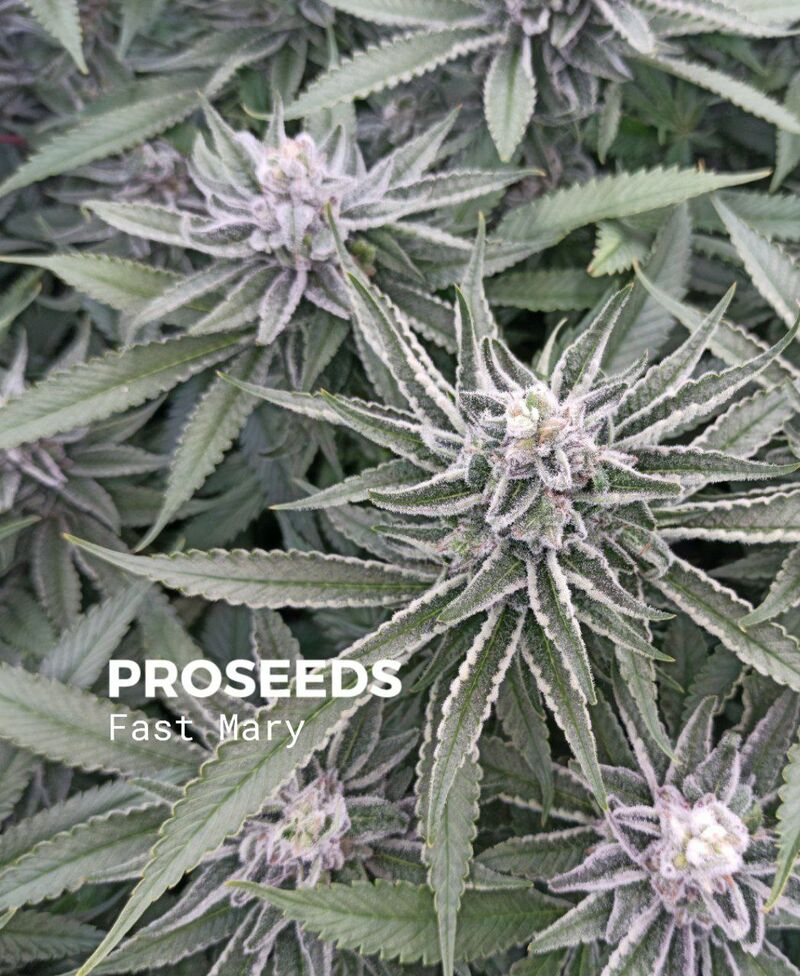 Fast Mary, Фасовка: 6