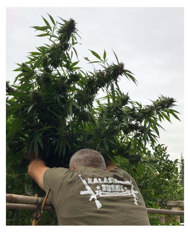 Boy Scout Cookies, Фасовка: 3, изображение 3