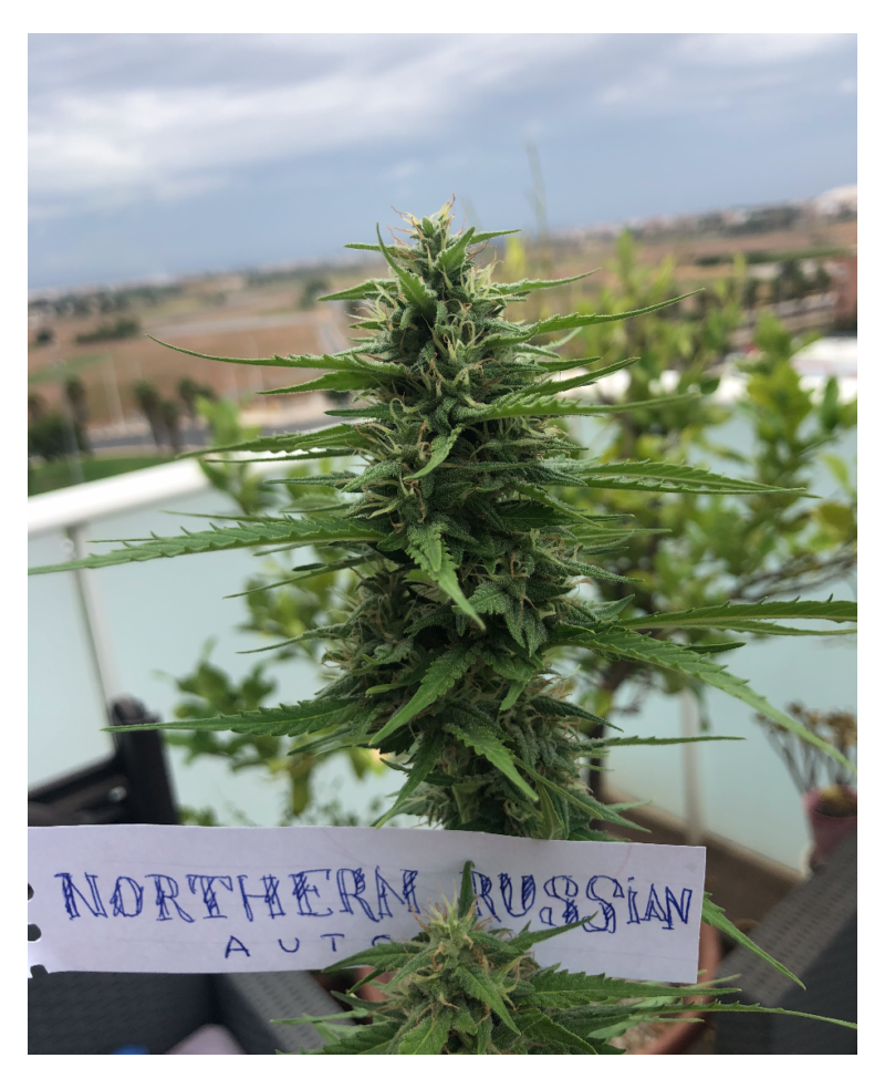 Northern Russian Auto, Фасовка: 5, изображение 2