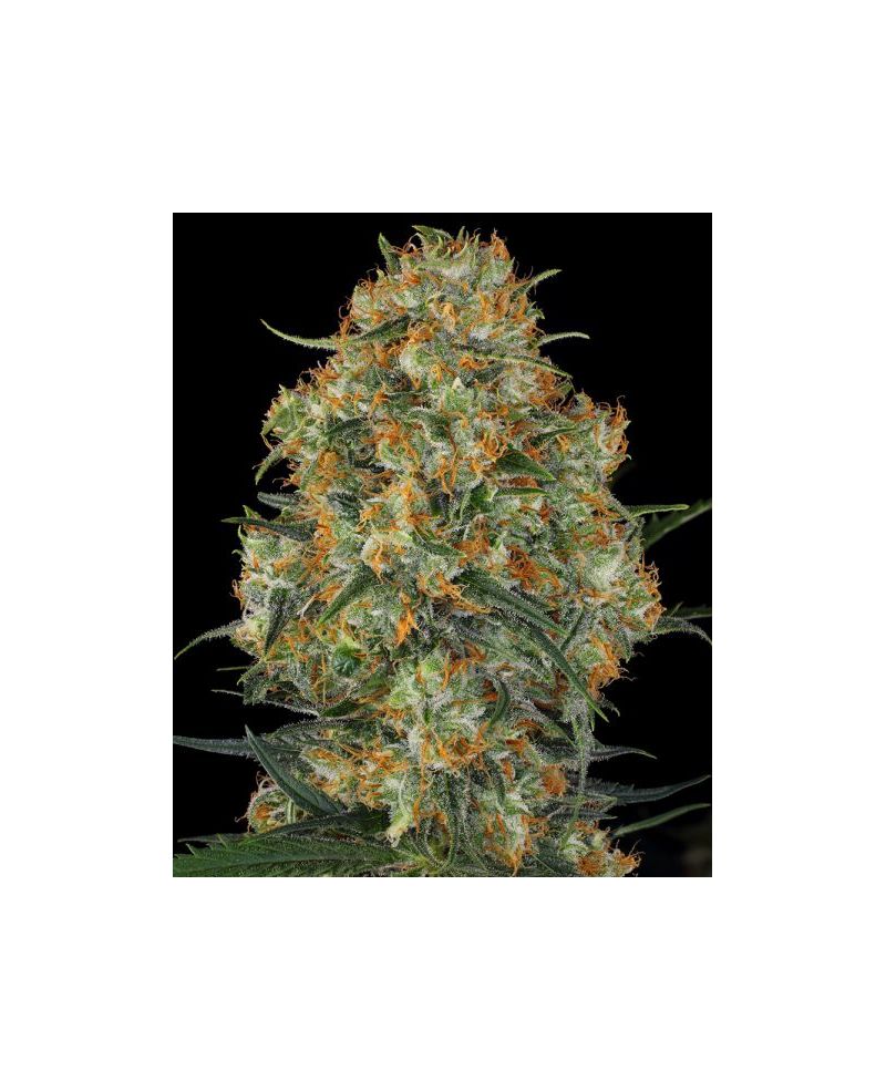 Wedding Cake (X), Фасовка: 5