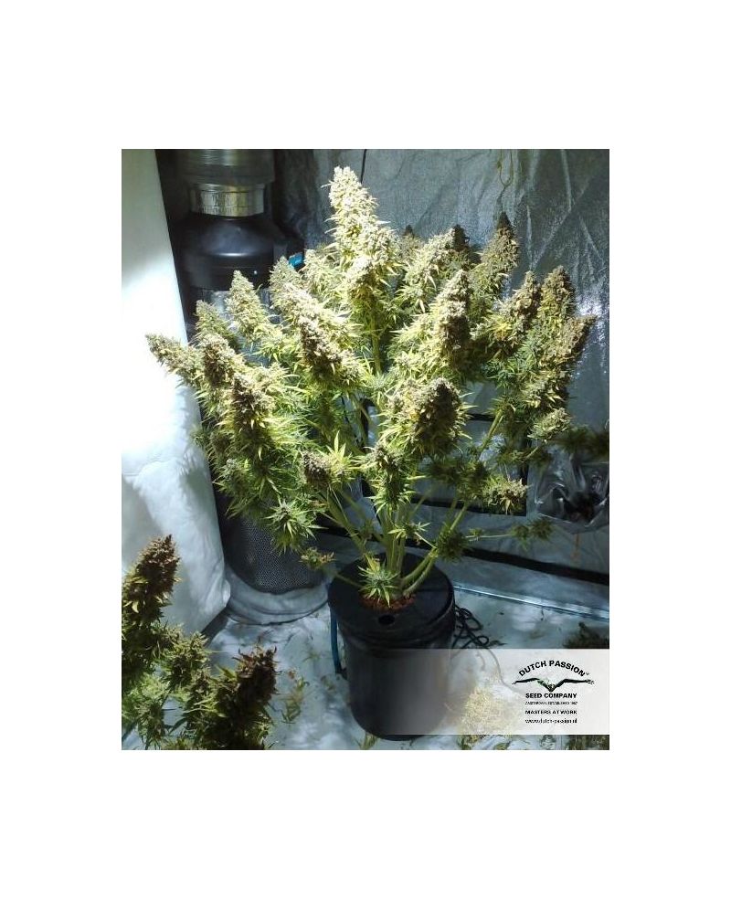 Think Different, Фасовка: 3, изображение 11