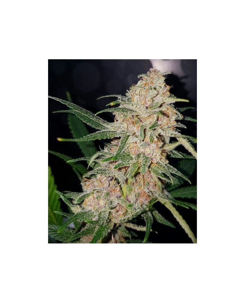 Girl Scout Cookies (X), Фасовка: 5