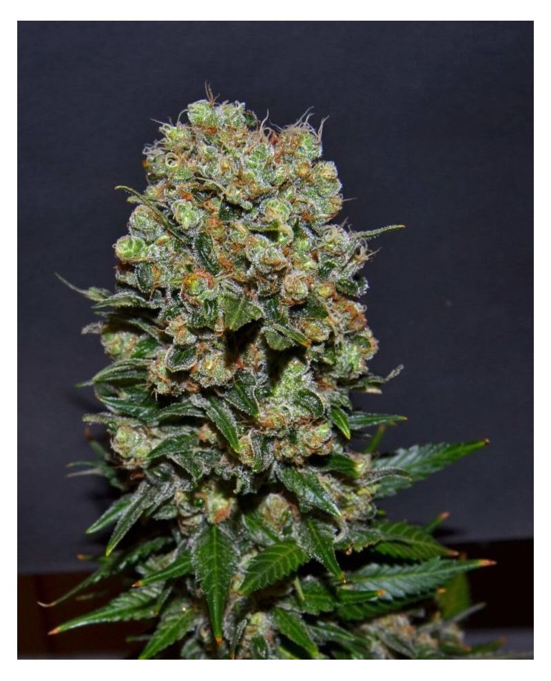 Kalashnikov  Express, Фасовка: 5, изображение 4