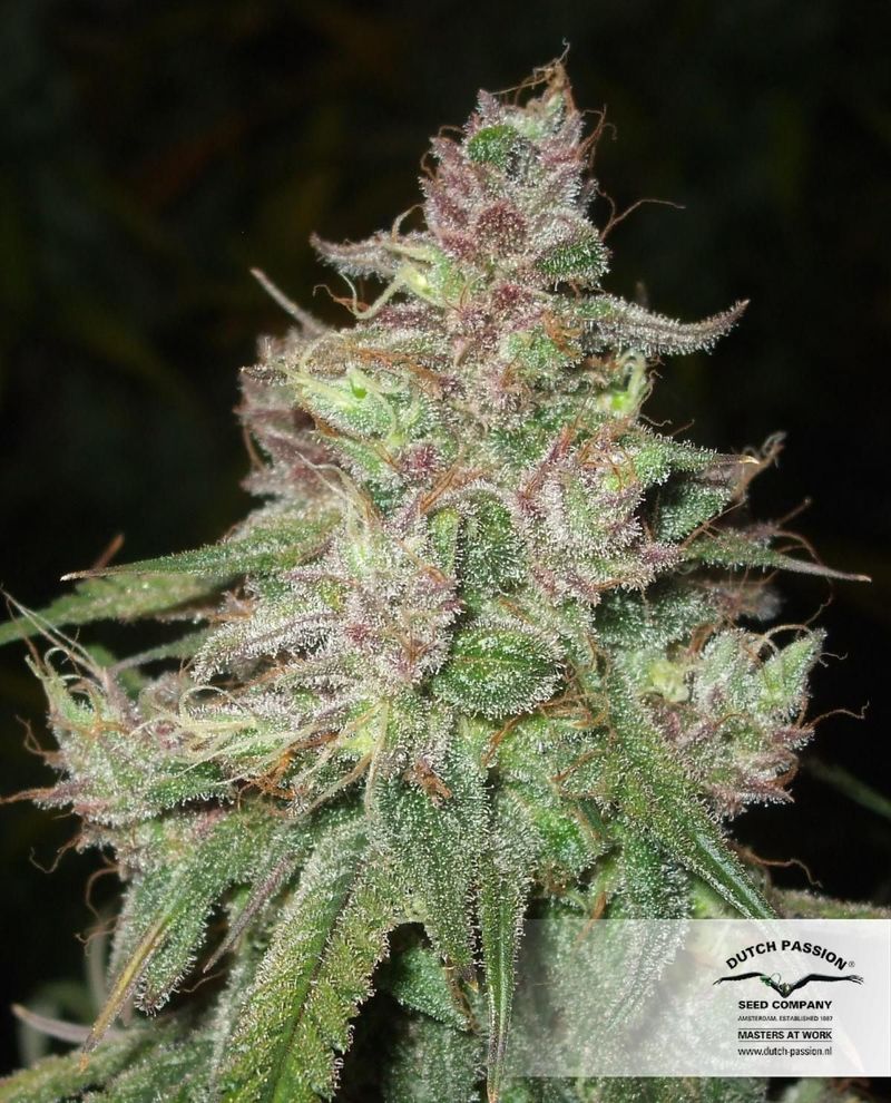 Desfran, Фасовка: 3, изображение 5