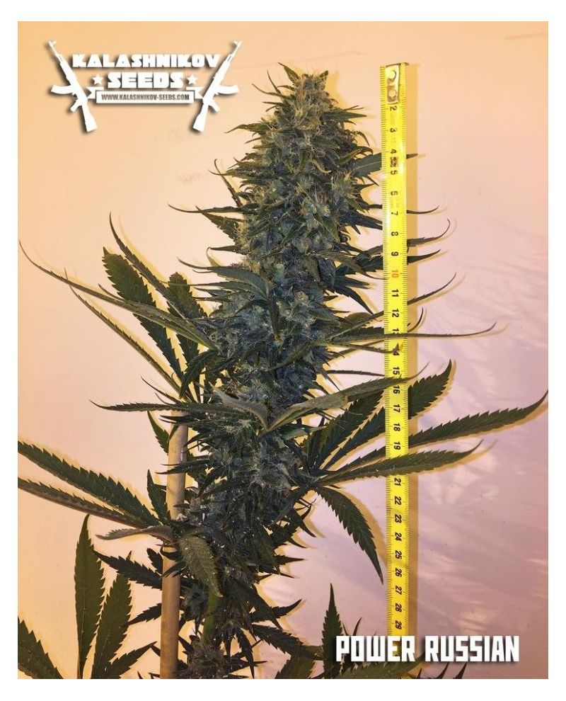 Power Russian, Фасовка: 5, изображение 4