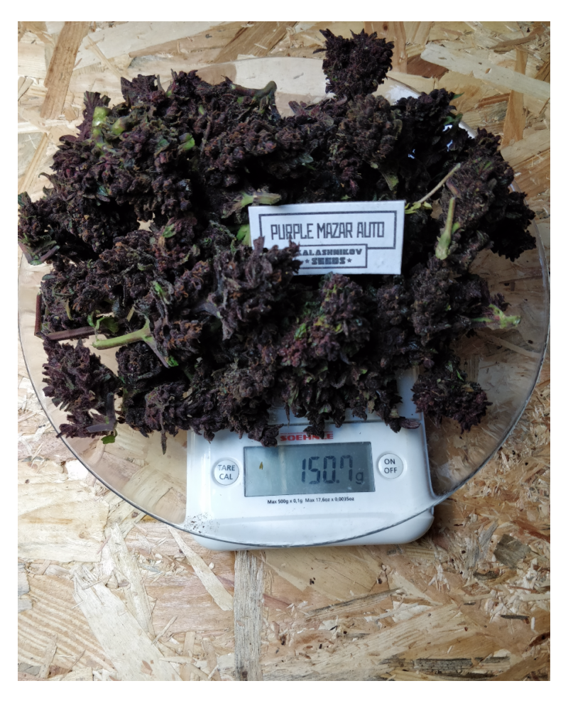 Purple Mazar Auto, Фасовка: 5, изображение 2