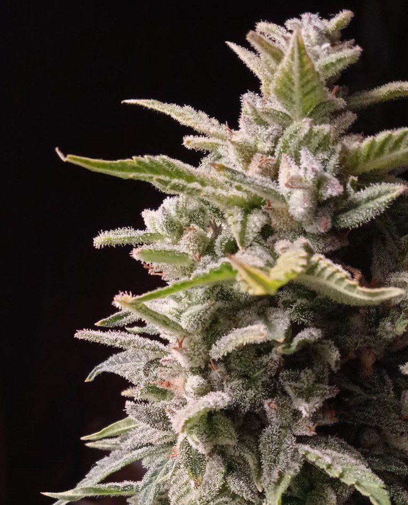 White Jack Auto, Фасовка: 10, изображение 2