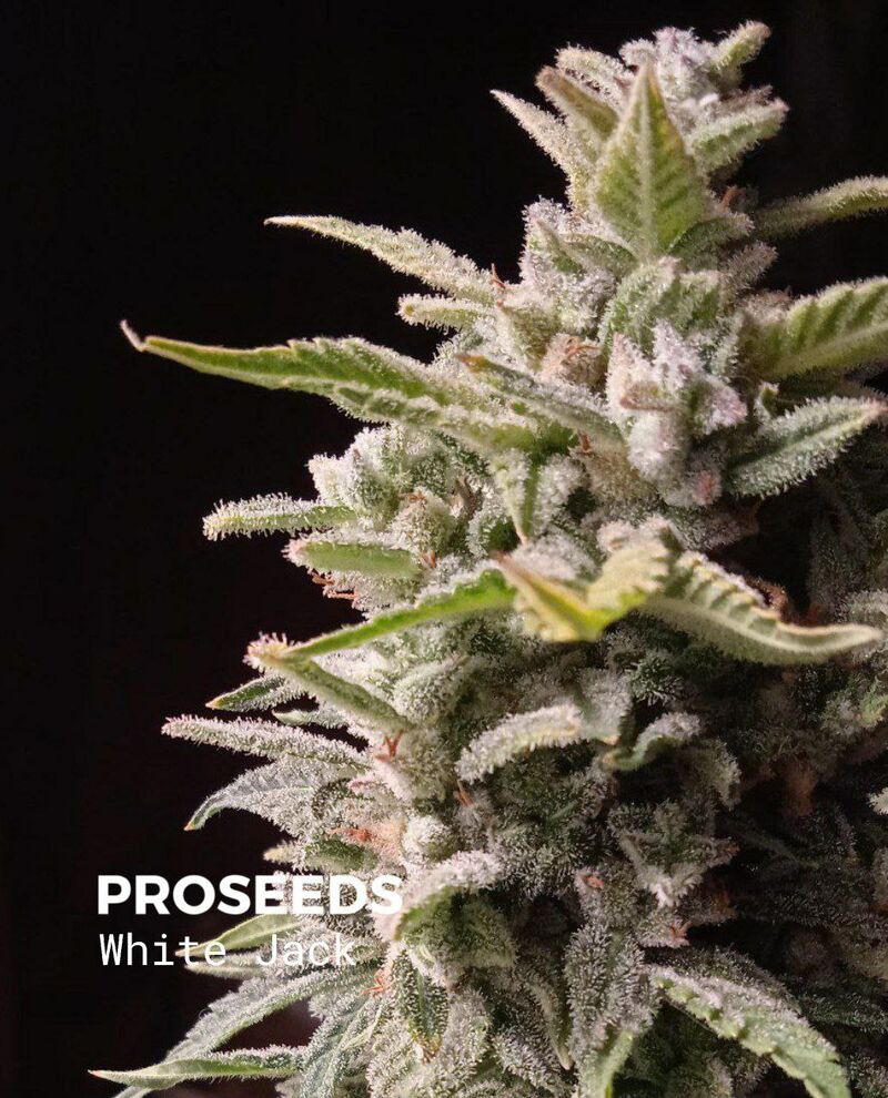 White Jack Auto, Фасовка: 6