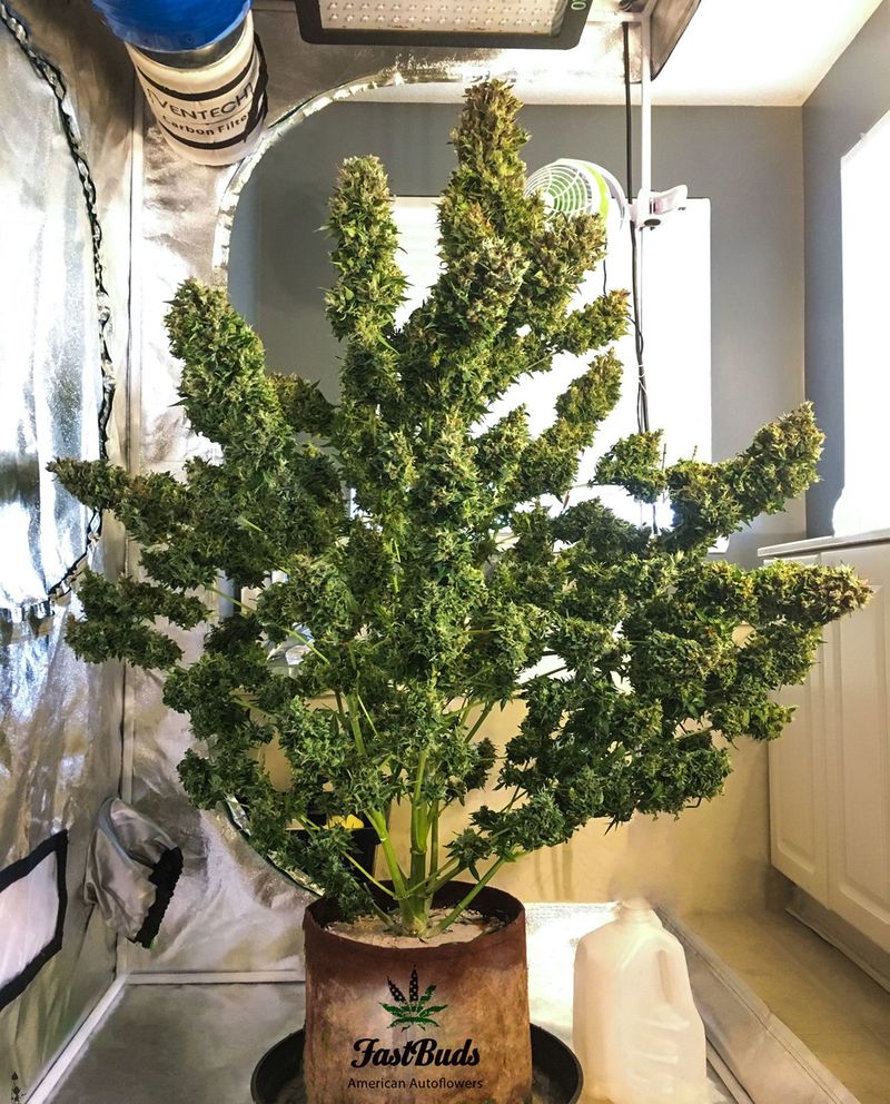 Pineapple Express Auto, Фасовка: 1, изображение 4