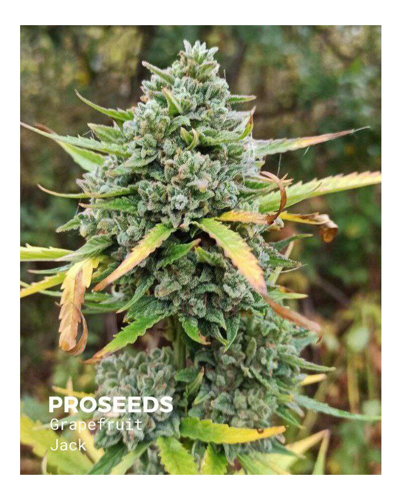 Grapefruit Jack Auto, Фасовка: 6