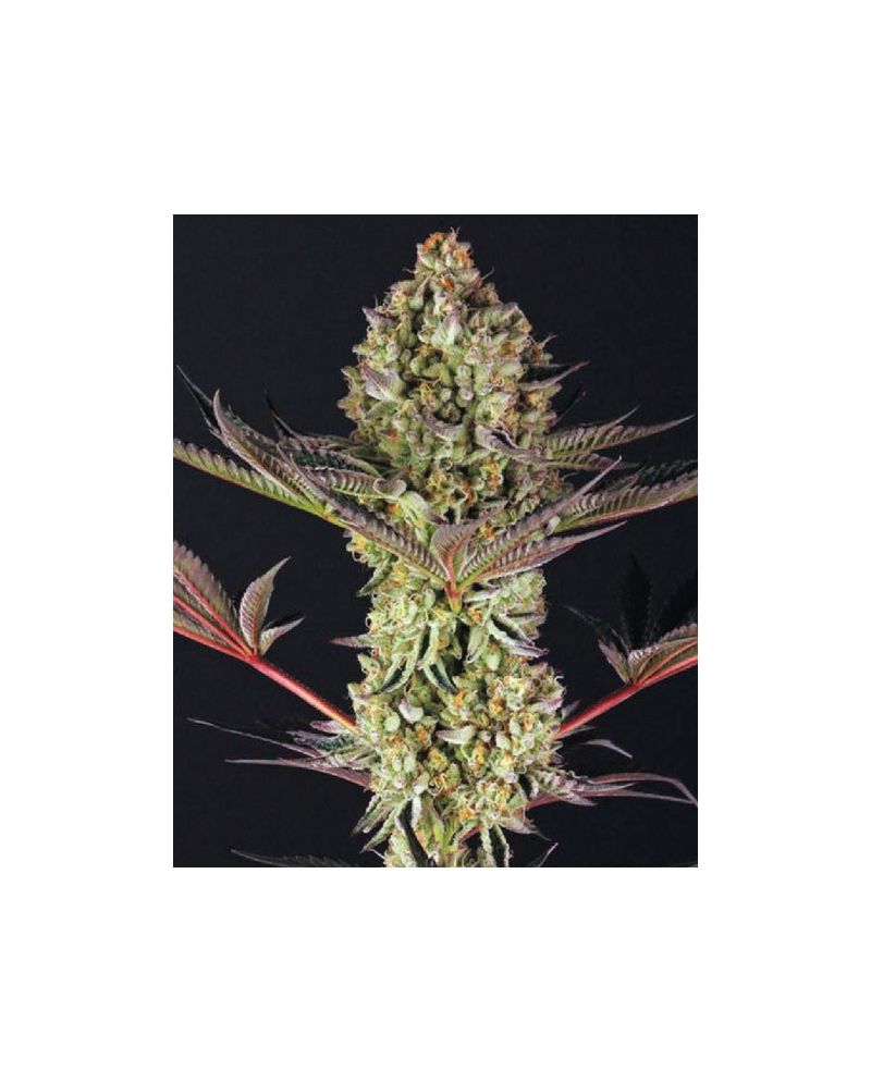 Auto Do-Si-Dos XL, Фасовка: 5