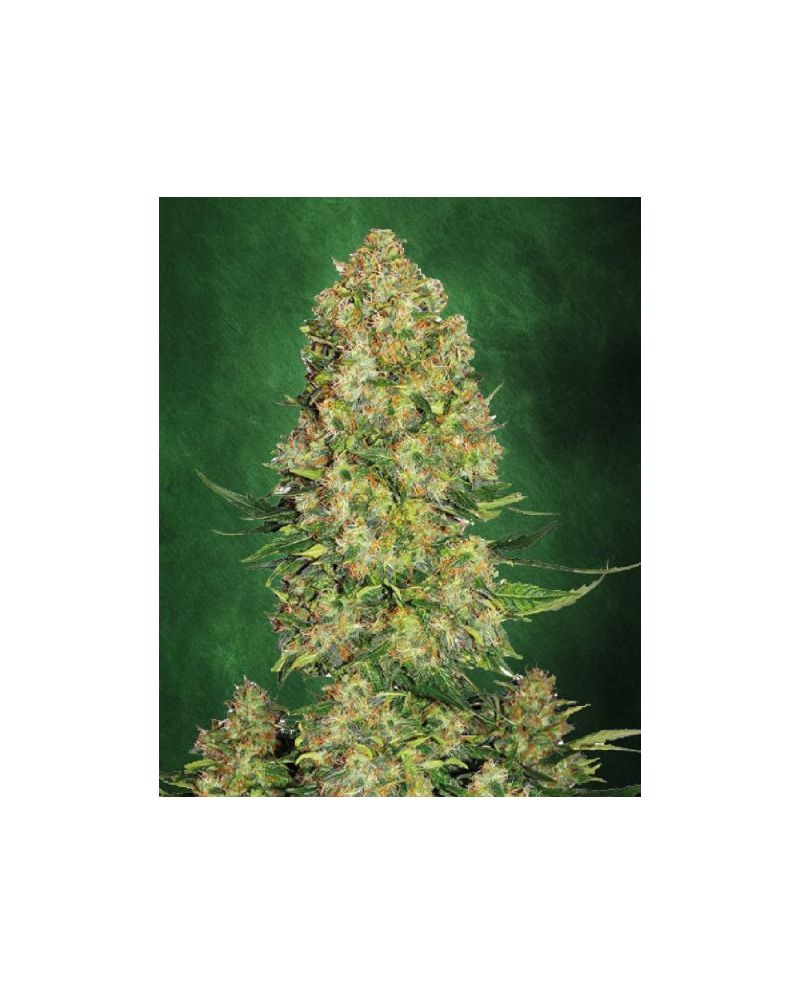 Automatic AK 47(X), Фасовка: 5