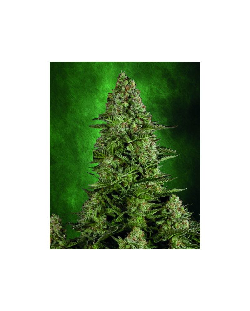 Automatic White Killer, Фасовка: 5