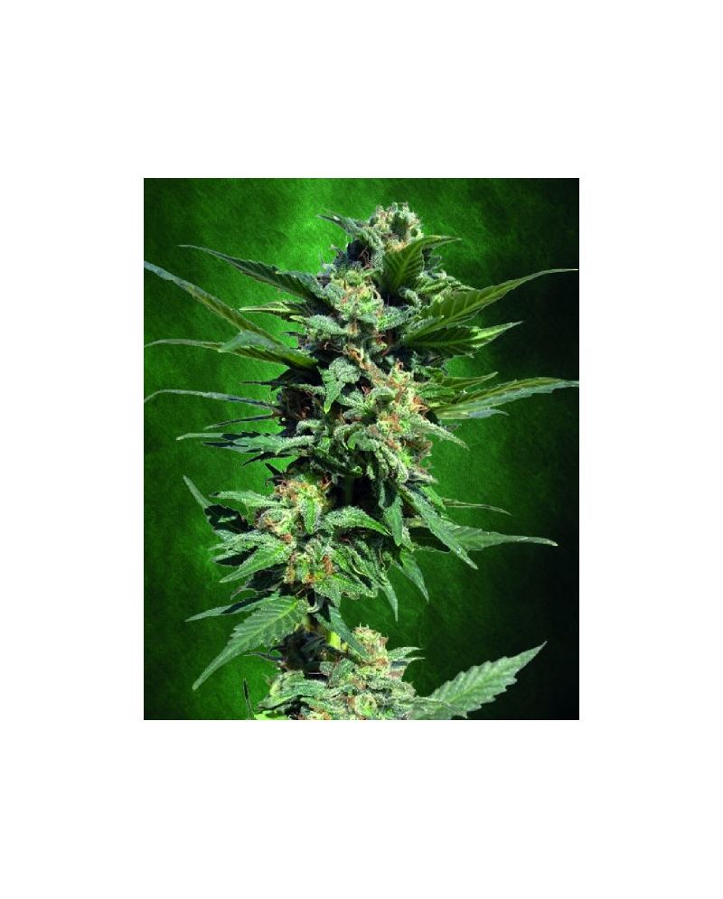 Auto Big Devil (X), Фасовка: 5