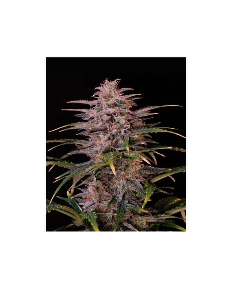 Auto Halk XL, Фасовка: 5