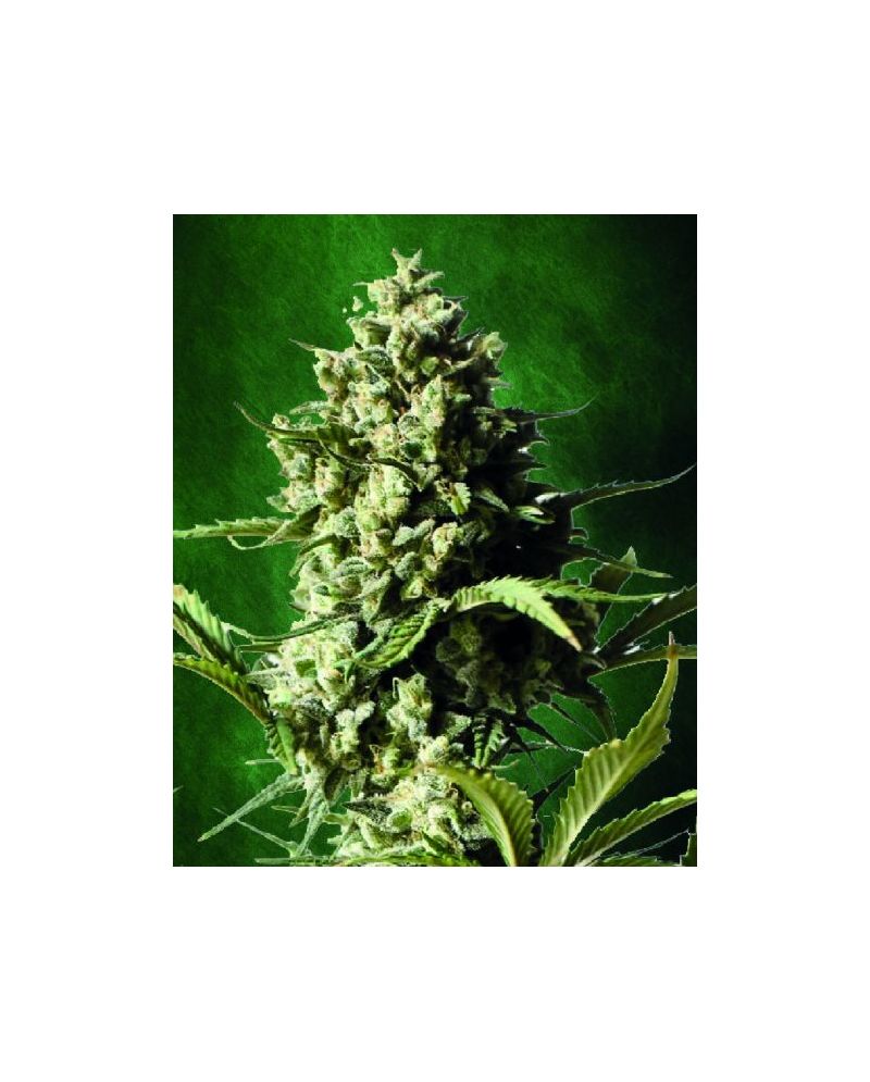 Auto Chronic, Фасовка: 5