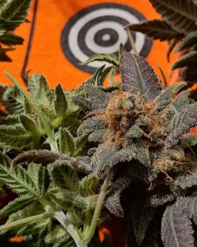 Big Band, Фасовка: 3, изображение 7